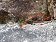 Dracophyllum secundum