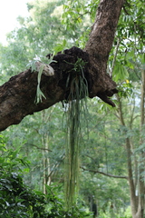 Phlegmariurus carinatus