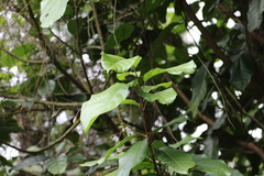 Sterculia monosperma