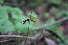 Neurothemis terminata