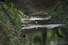 Egretta garzetta