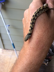 Thamnophis marcianus