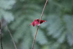 Neurothemis terminata