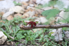 Neurothemis terminata