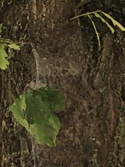 Thaumetopoea processionea