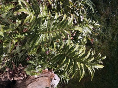 Blechnum minus