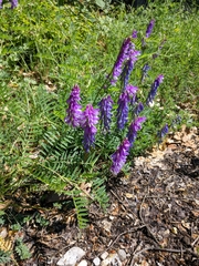 Vicia tenuifolia