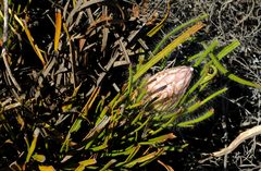 Protea denticulata