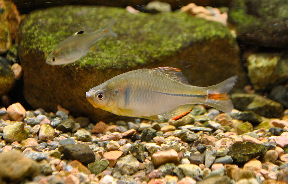Rhodeus sinensis from 中国湖北省武汉市江夏区 on May 31, 2020 at 0528 PM by LVDIAN