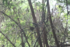 Rhipidura nigritorquis