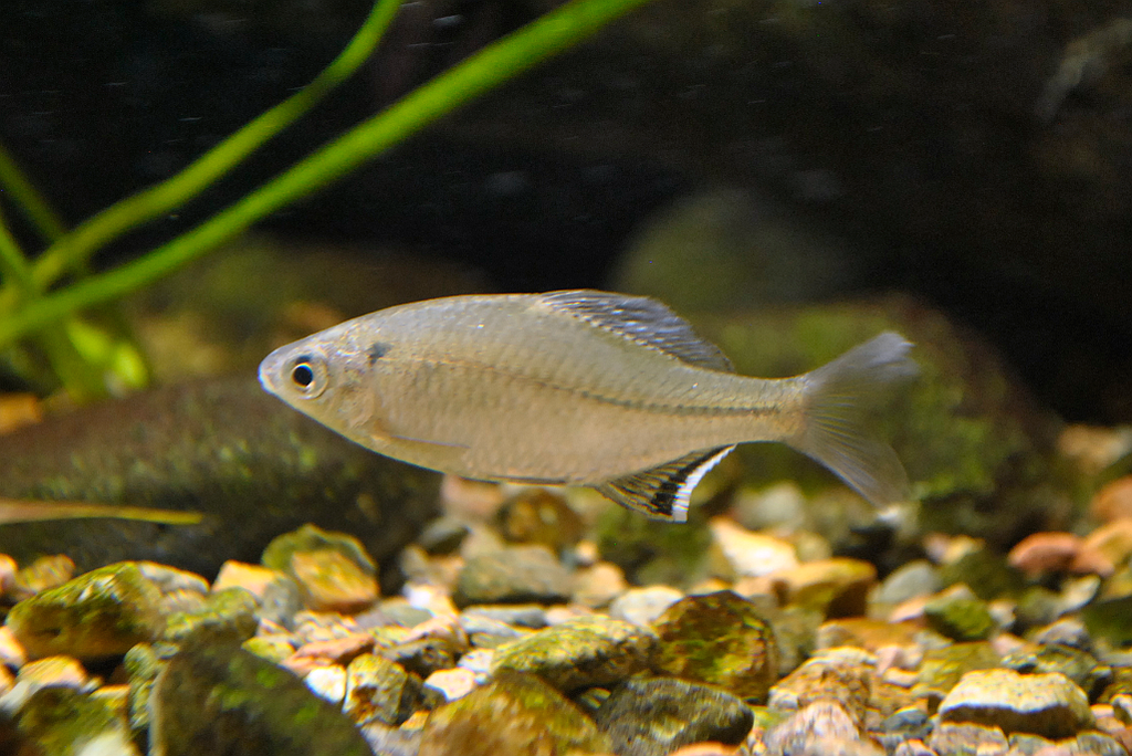 Barbel bitterling (Acheilognathus barbatulus) — Cyprinidae