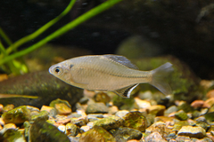 Acheilognathus barbatulus