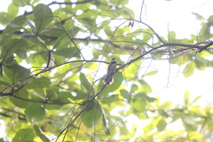 Rhipidura nigritorquis