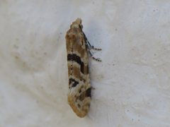 Aethes kindermanniana