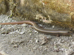 Riopa albopunctata