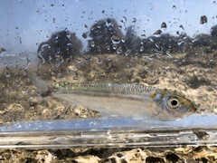 Bluestripe Herring photo 4