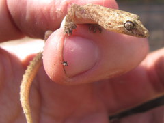 Hemidactylus kushmorensis