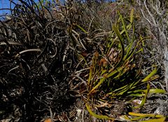 Protea denticulata
