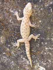 Hemidactylus kushmorensis