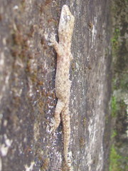 Hemidactylus kushmorensis