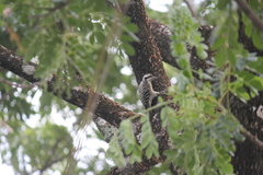 Yungipicus maculatus