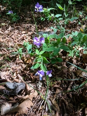Lathyrus laxiflorus