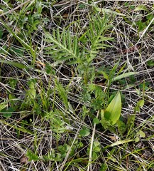 Tanacetum vulgare boreale