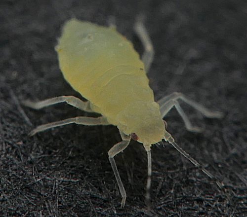 Tuberculatus annulatus