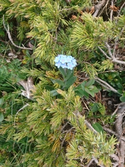 Myosotis alpestris