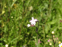 Melandrium