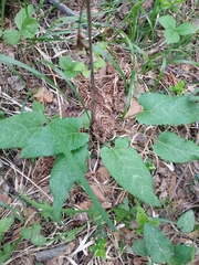 Saussurea controversa