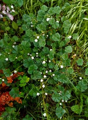 Malva neglecta