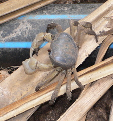 Tuerkayana celeste
