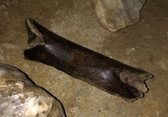 Dinornithiformes