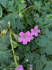 Geranium × oxonianum