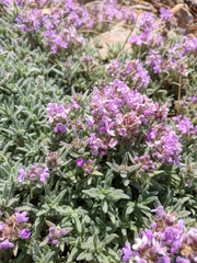Thymus roegneri