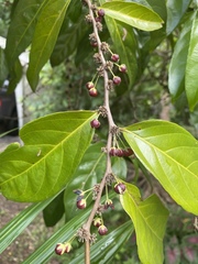 Piparea dentata