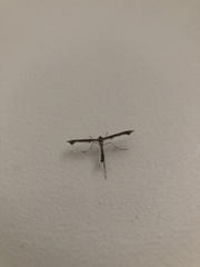 Anstenoptilia
