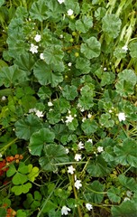 Malva neglecta
