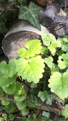 Glechoma hederacea
