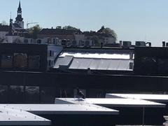 Columba livia domestica