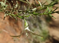 Anthocercis angustifolia
