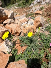 Leontodon biscutellifolius