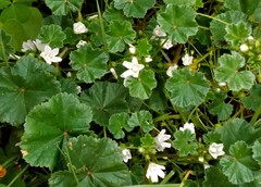 Malva neglecta
