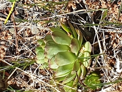 Sempervivum