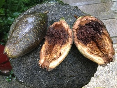 Ficus pumila awkeotsang