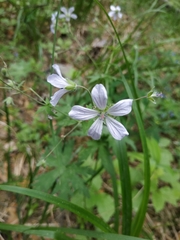 Geranium albiflorum