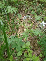 Geranium albiflorum