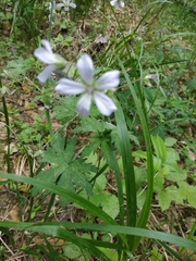Geranium albiflorum