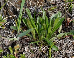Erigeron acris kamtschaticus